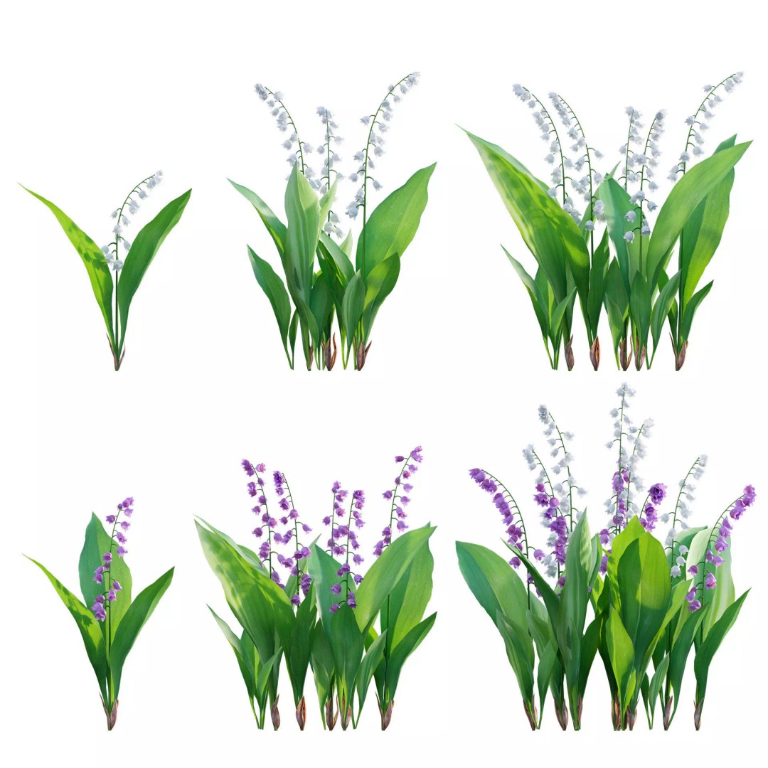 Convallaria majalis 3D Model – Low Poly Flower Asset, FBX - View 2