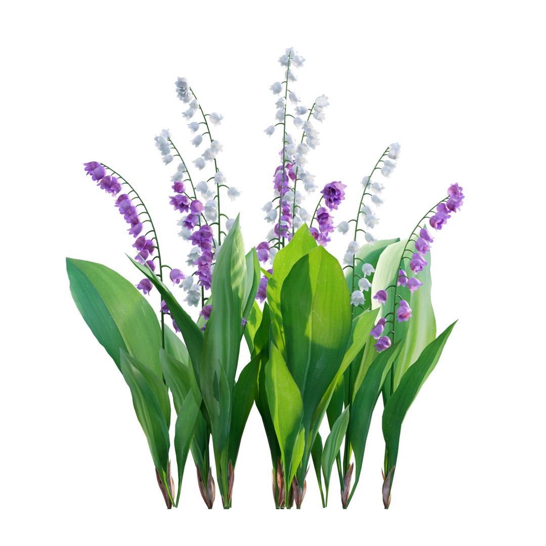 Convallaria majalis 3D Model – Low Poly Flower Asset, FBX - View 3