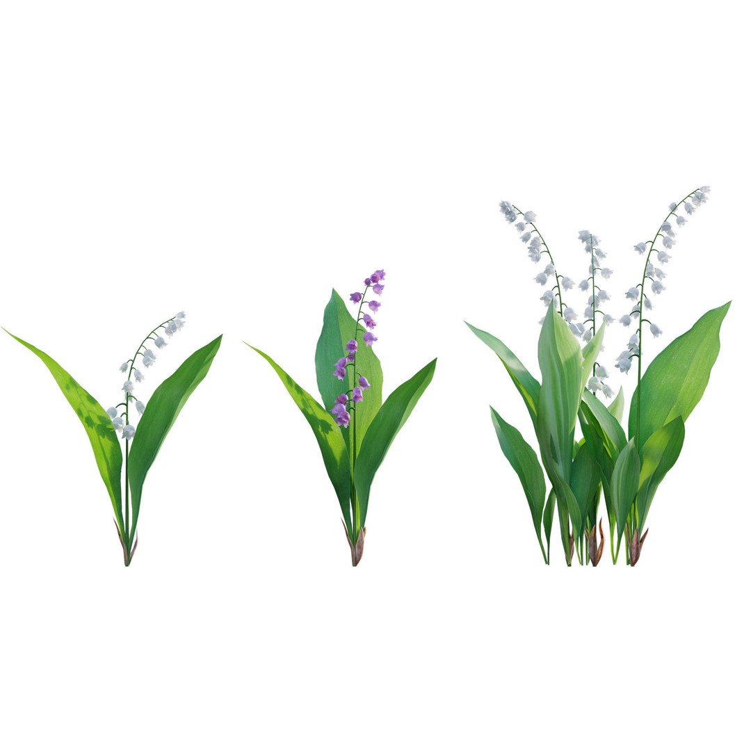 Convallaria majalis 3D Model – Low Poly Flower Asset, FBX - View 7