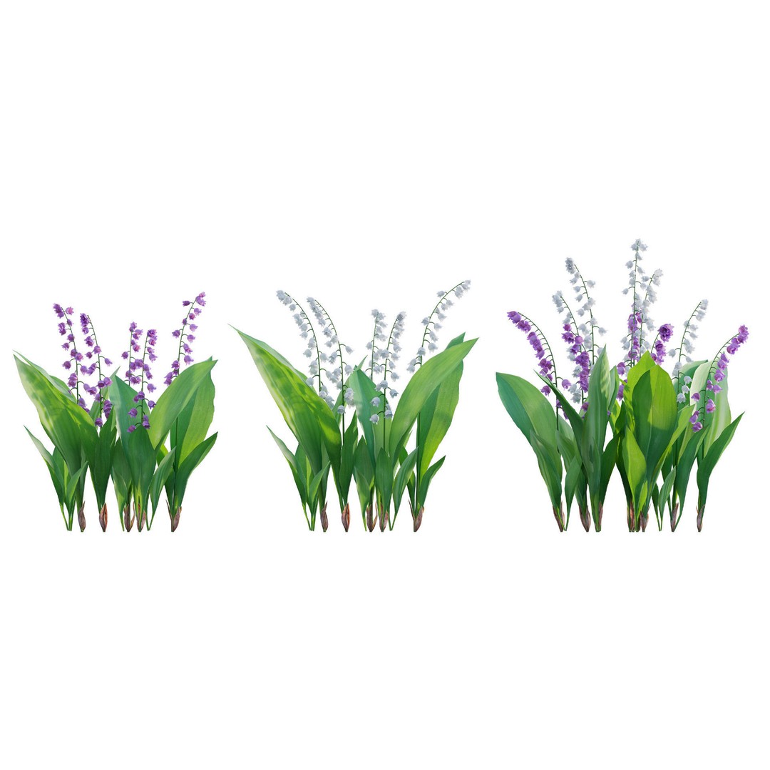 Convallaria majalis 3D Model – Low Poly Flower Asset, FBX - View 8