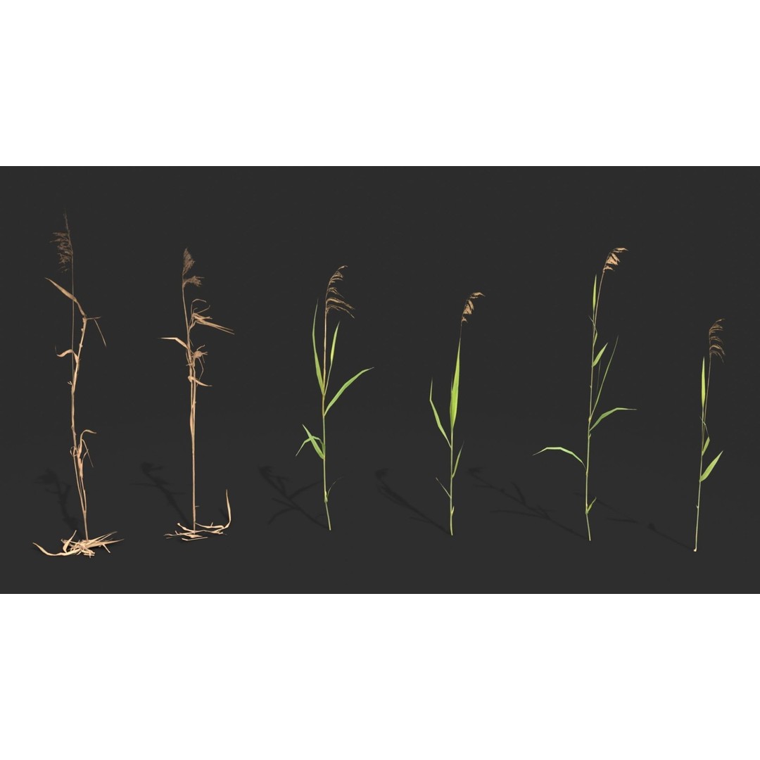 Modular Wetland Plants 3D Model – Low Poly Game Asset, FBX & OBJ - View 4