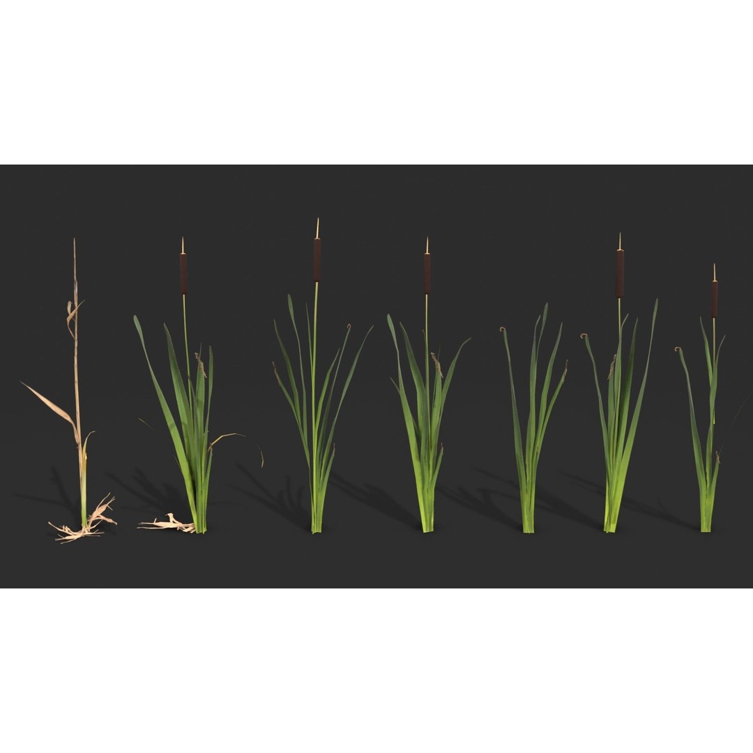 Modular Wetland Plants 3D Model – Low Poly Game Asset, FBX & OBJ - View 6
