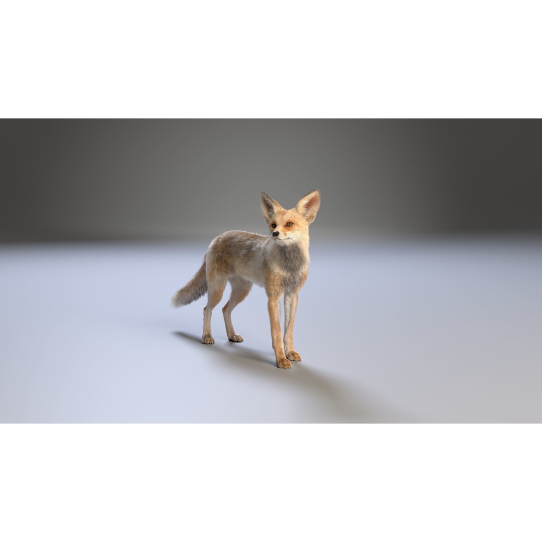 Arabian Red Fox 3D Model – Rigged Animation with PBR Textures - View 10