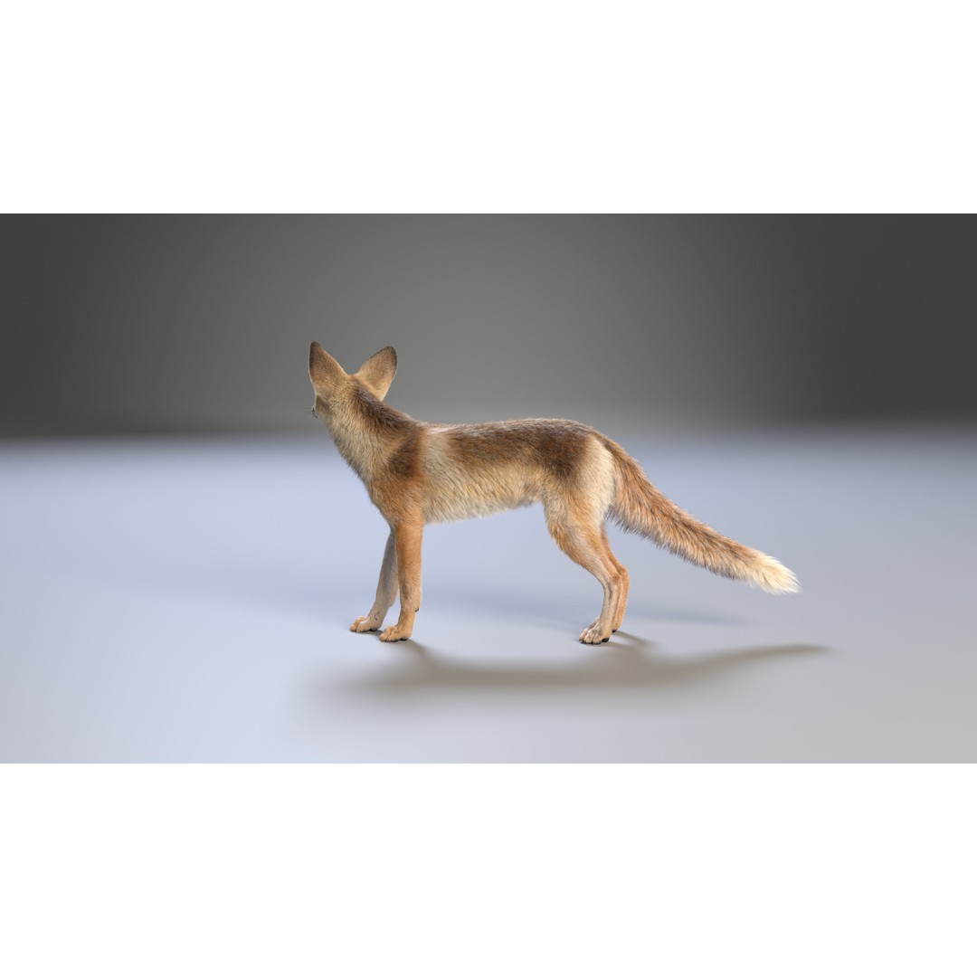Arabian Red Fox 3D Model – Rigged Animation with PBR Textures - View 11