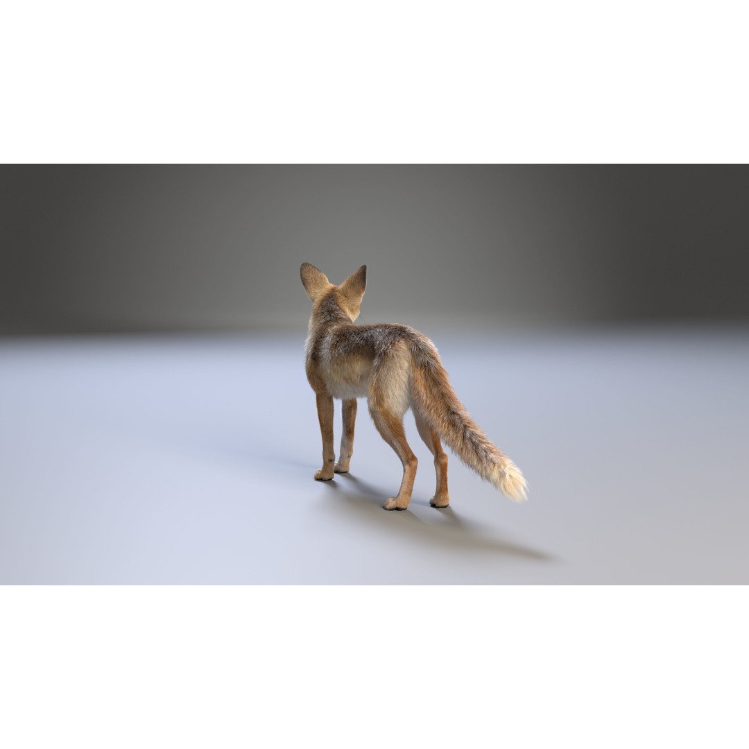 Arabian Red Fox 3D Model – Rigged Animation with PBR Textures - View 12