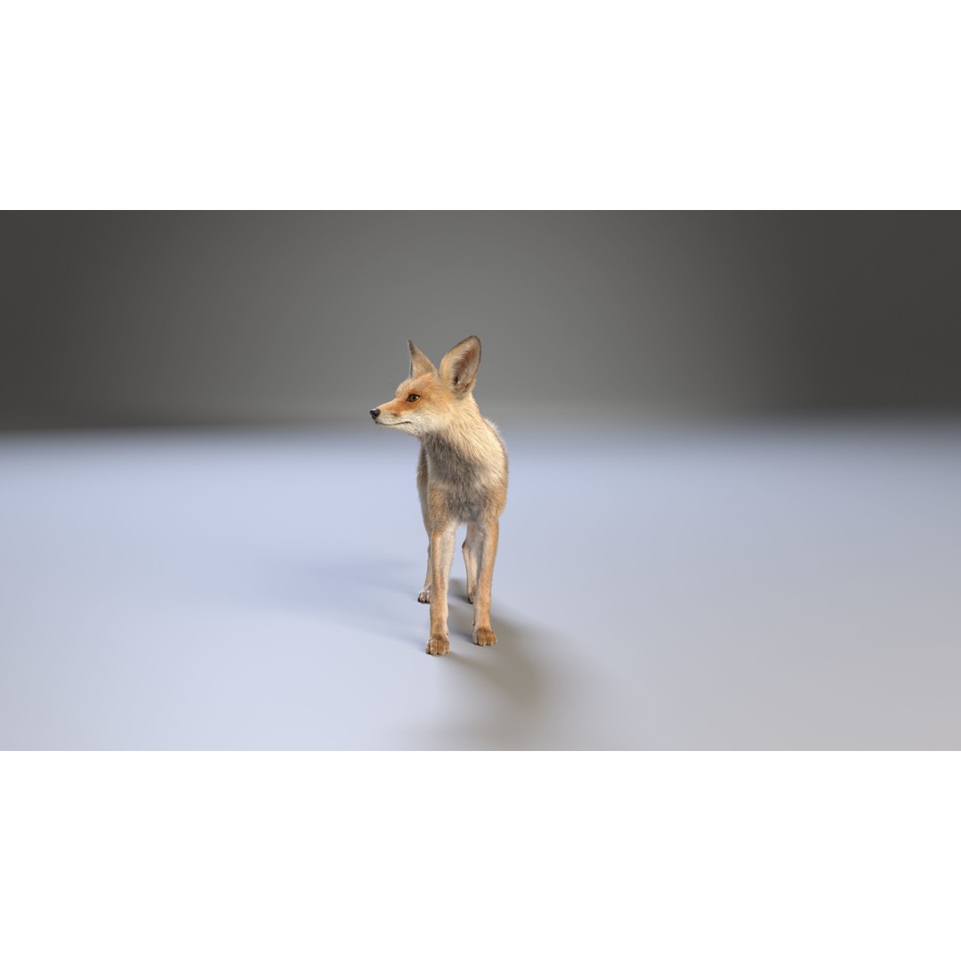 Arabian Red Fox 3D Model – Rigged Animation with PBR Textures - View 13