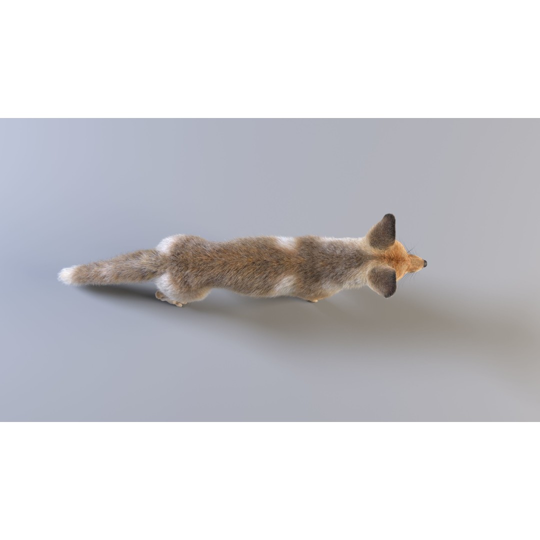Arabian Red Fox 3D Model – Rigged Animation with PBR Textures - View 14