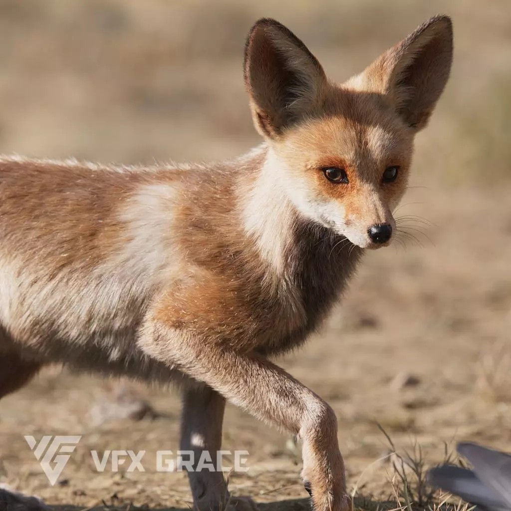 Arabian Red Fox 3D Model – Rigged Animation with PBR Textures - View 2