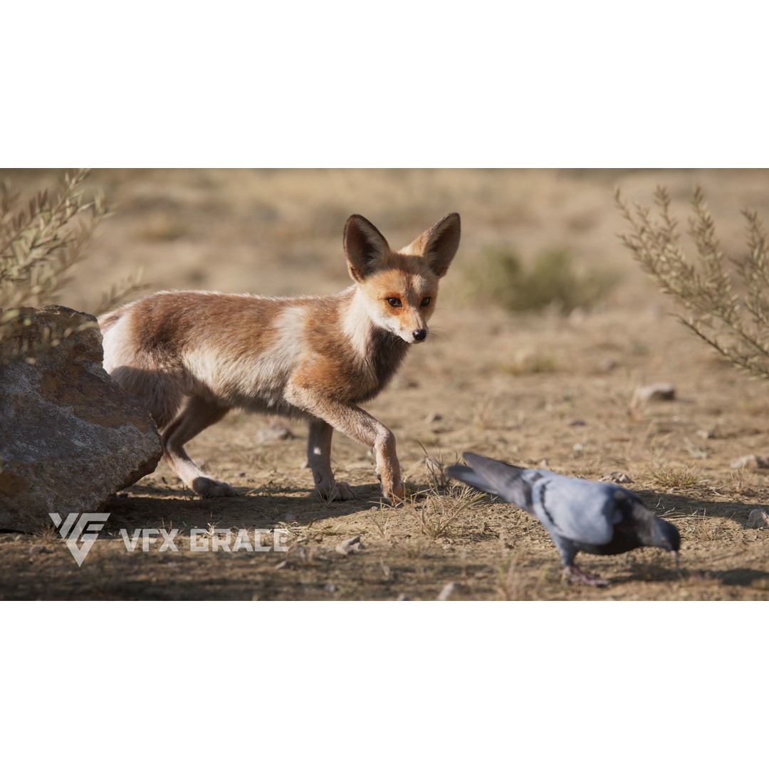 Arabian Red Fox 3D Model – Rigged Animation with PBR Textures - View 3