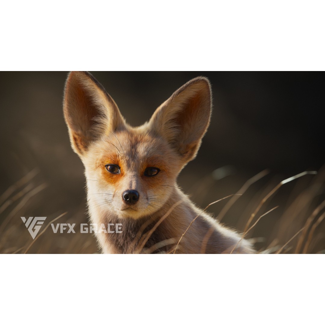 Arabian Red Fox 3D Model – Rigged Animation with PBR Textures - View 6