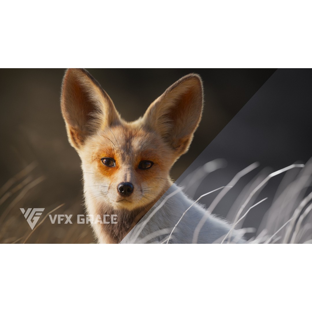 Arabian Red Fox 3D Model – Rigged Animation with PBR Textures - View 7