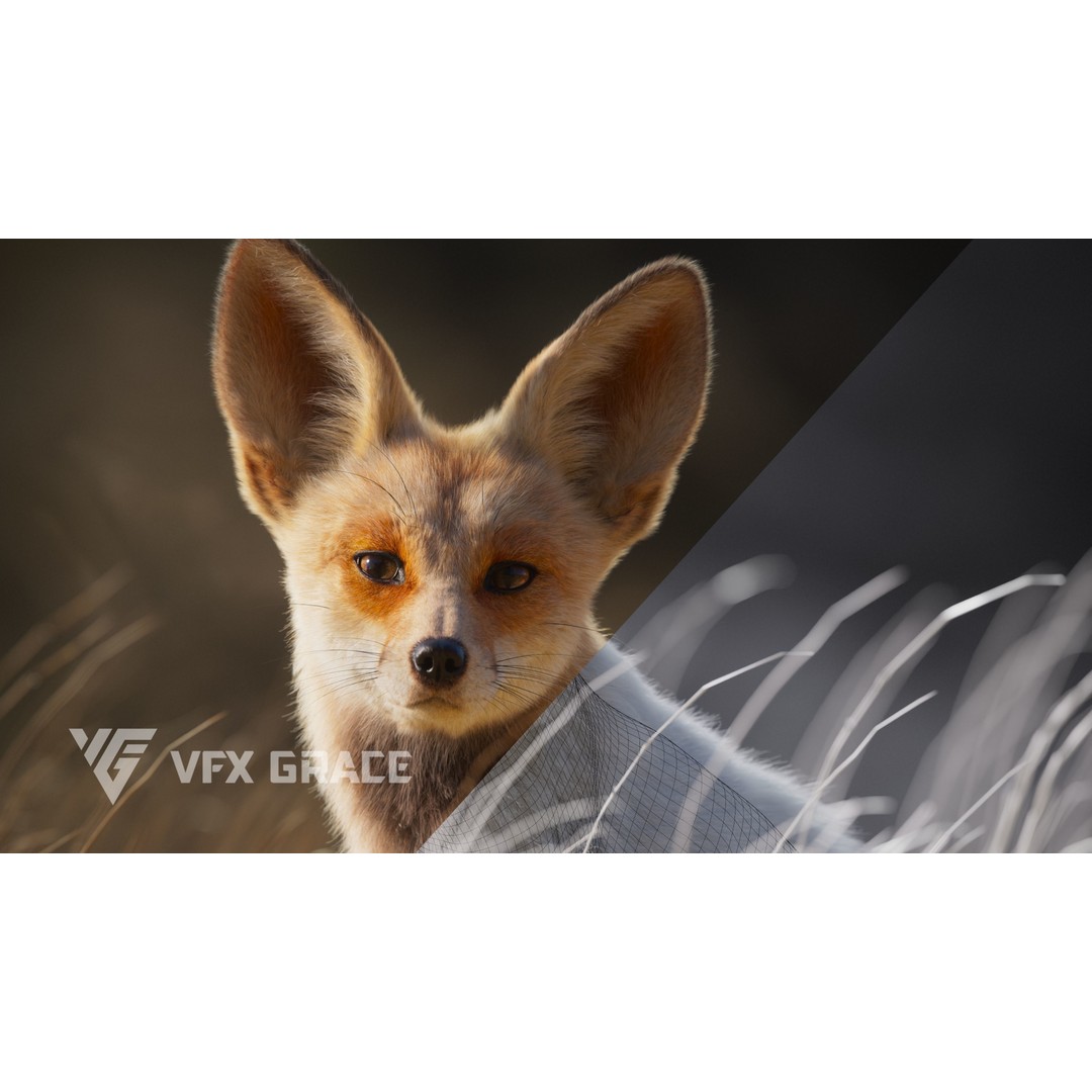 Arabian Red Fox 3D Model – Rigged Animation with PBR Textures - View 8