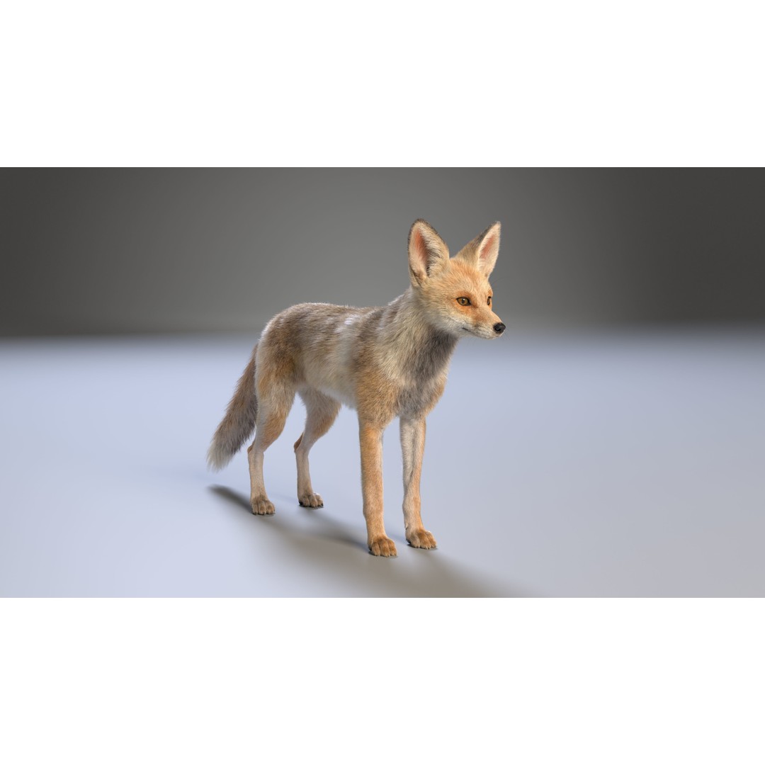 Arabian Red Fox 3D Model – Rigged Animation with PBR Textures - View 9