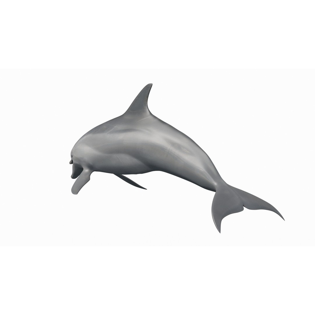 Realistic Dolphin 3D Model – Animated Game Asset, FBX, OBJ - View 10