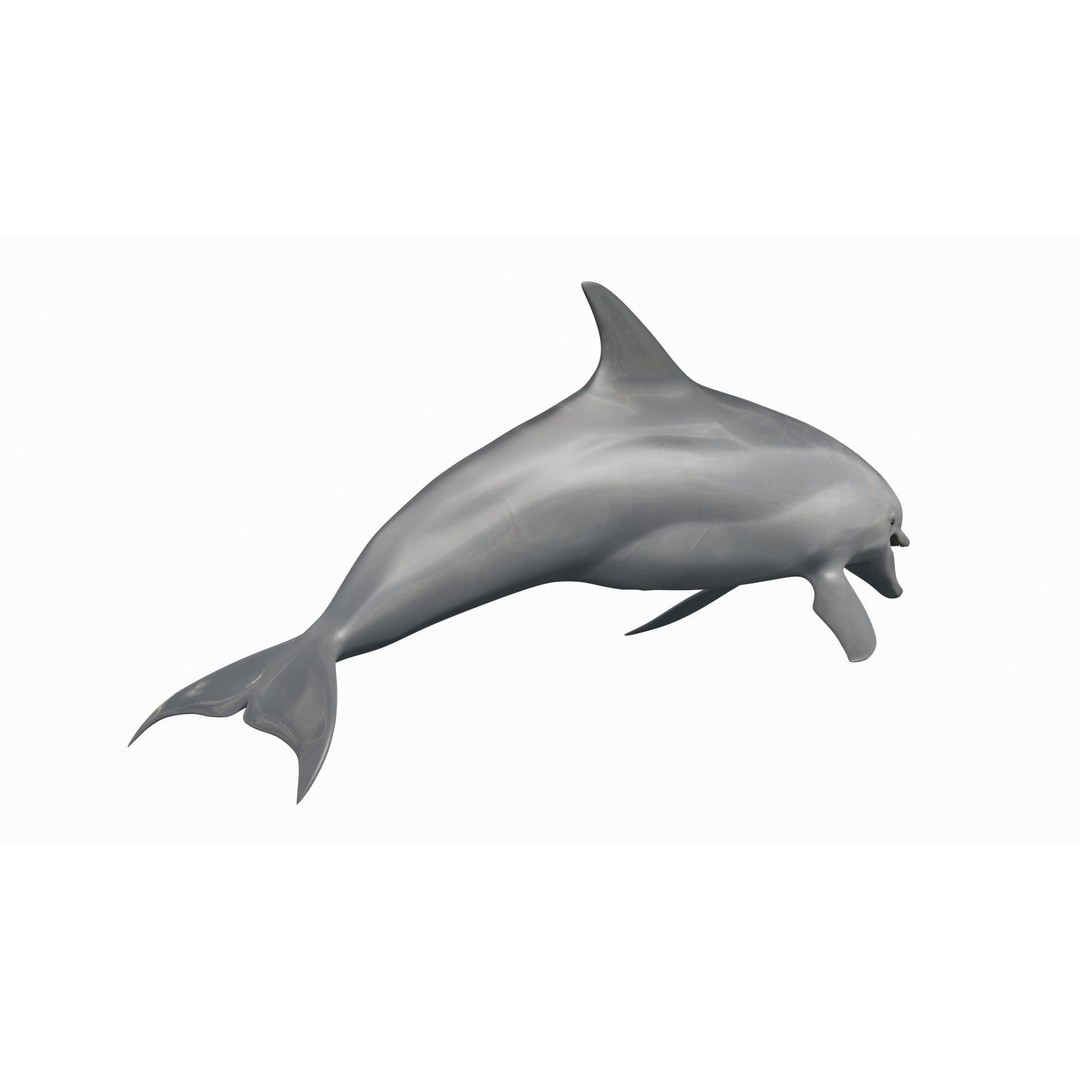 Realistic Dolphin 3D Model – Animated Game Asset, FBX, OBJ - View 11