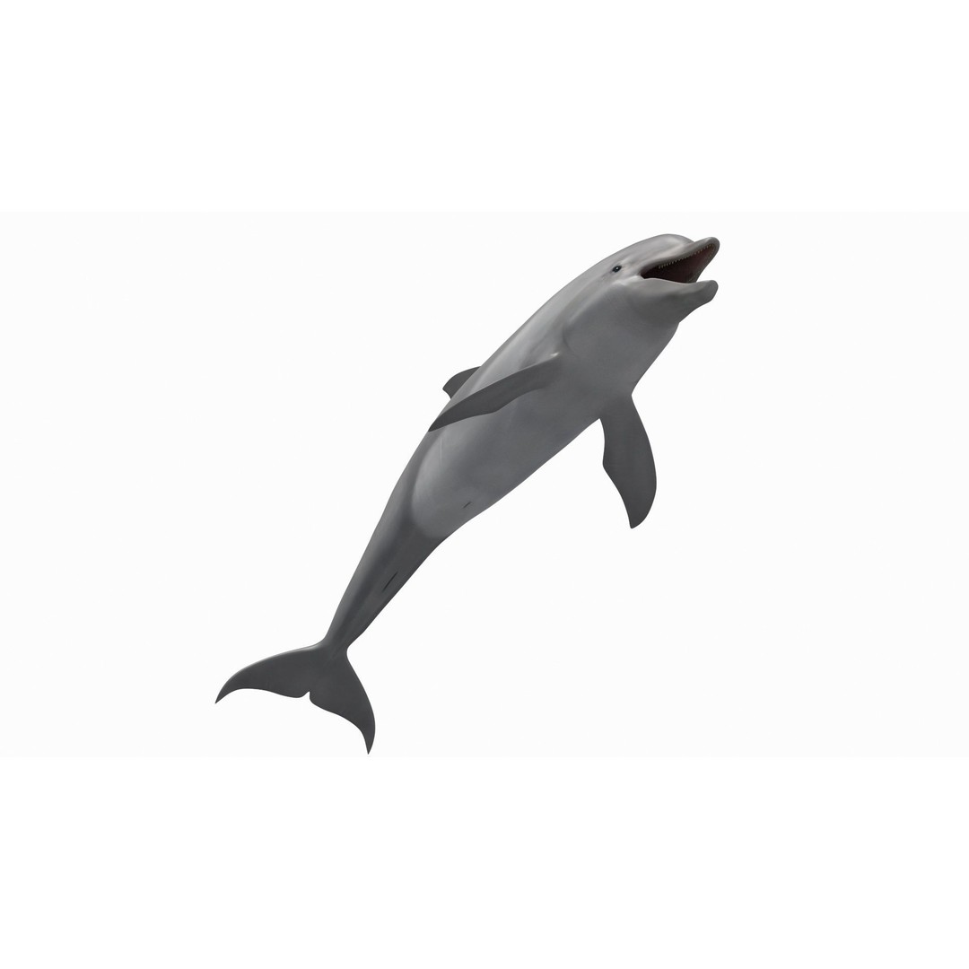 Realistic Dolphin 3D Model – Animated Game Asset, FBX, OBJ - View 12