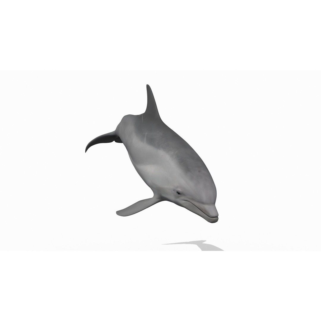 Realistic Dolphin 3D Model – Animated Game Asset, FBX, OBJ - View 13