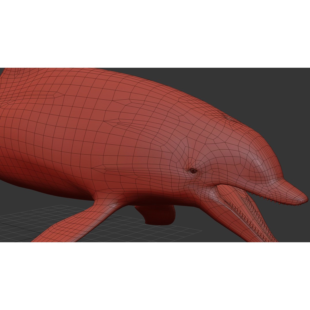 Realistic Dolphin 3D Model – Animated Game Asset, FBX, OBJ - View 16