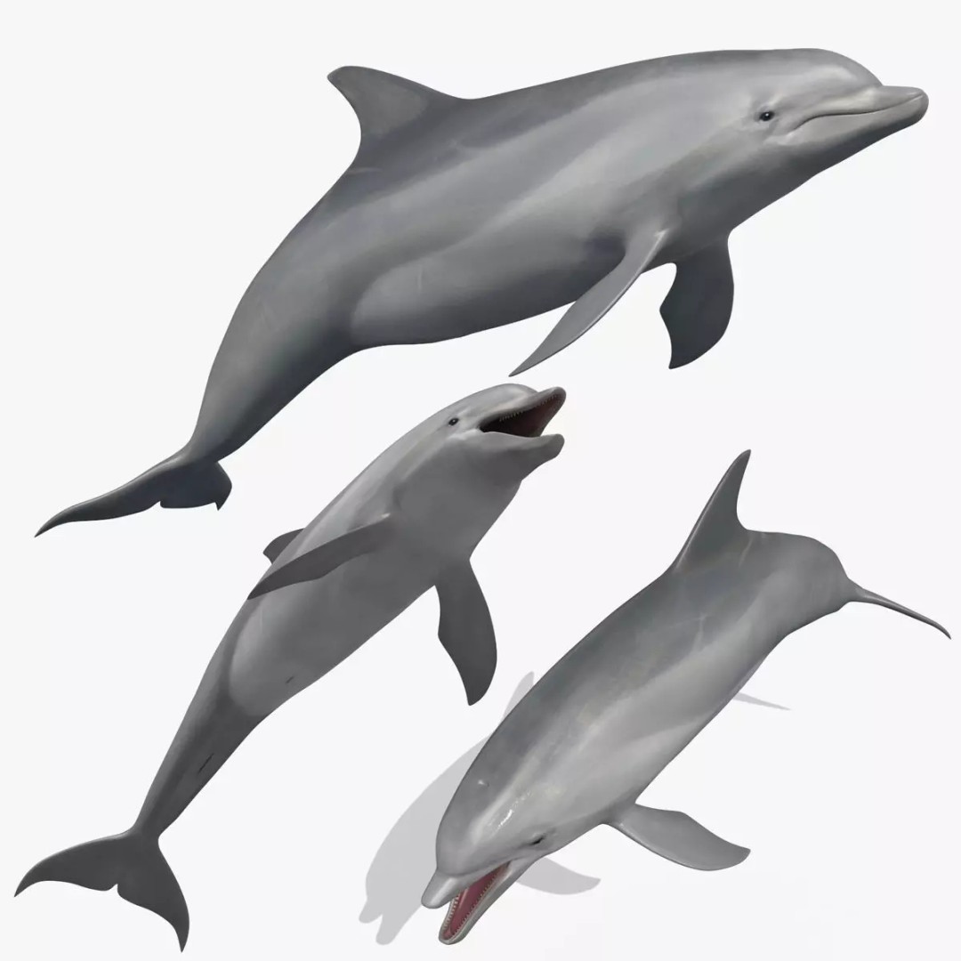 Realistic Dolphin 3D Model – Animated Game Asset, FBX, OBJ - View 2