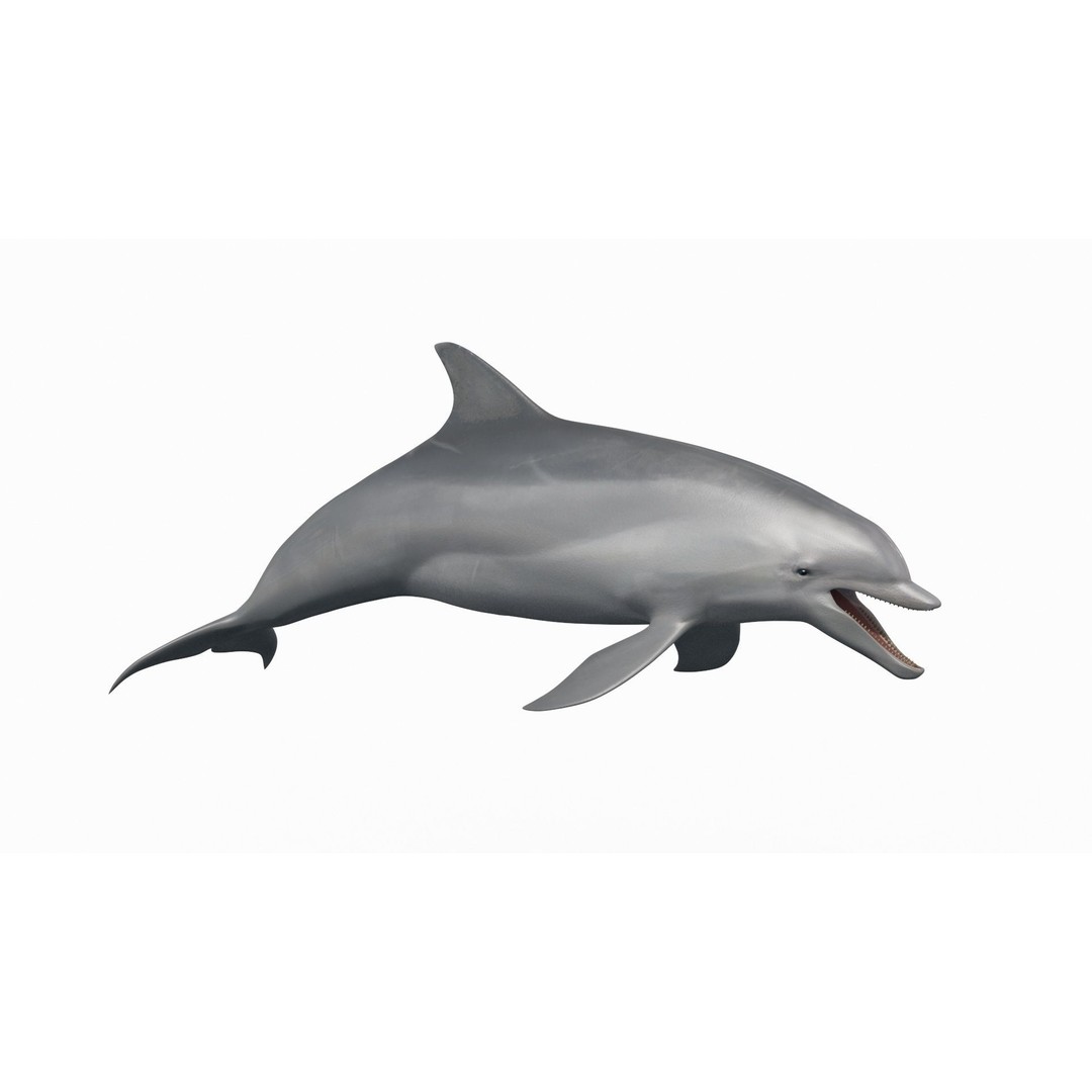 Realistic Dolphin 3D Model – Animated Game Asset, FBX, OBJ - View 4
