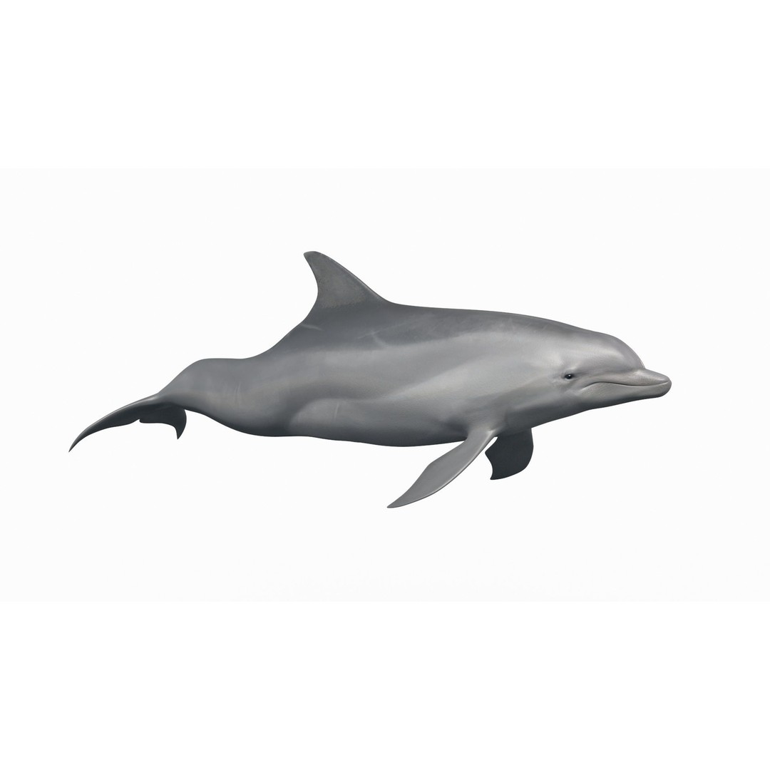 Realistic Dolphin 3D Model – Animated Game Asset, FBX, OBJ - View 5