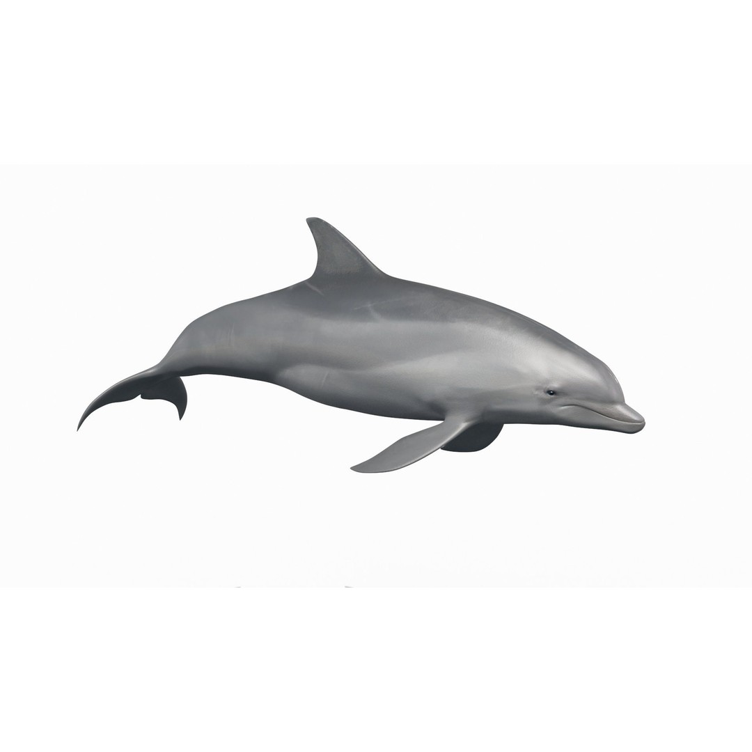 Realistic Dolphin 3D Model – Animated Game Asset, FBX, OBJ - View 6