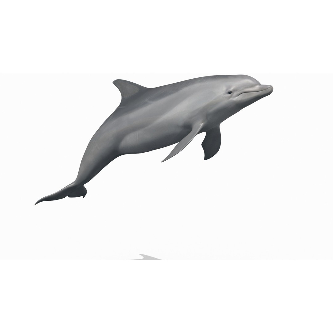 Realistic Dolphin 3D Model – Animated Game Asset, FBX, OBJ - View 7