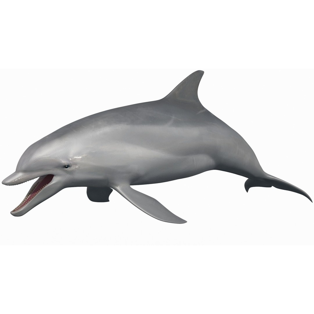 Realistic Dolphin 3D Model – Animated Game Asset, FBX, OBJ - View 8