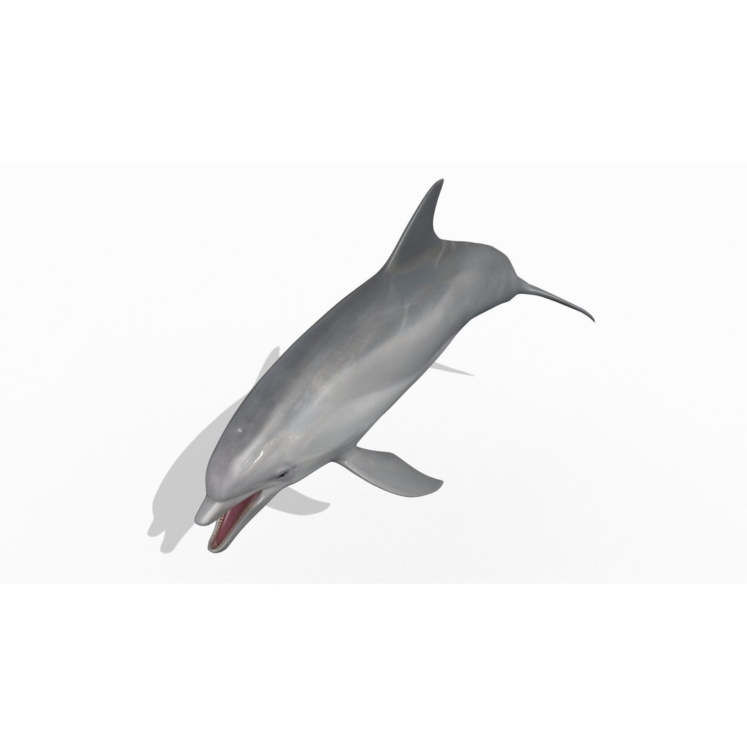 Realistic Dolphin 3D Model – Animated Game Asset, FBX, OBJ - View 9