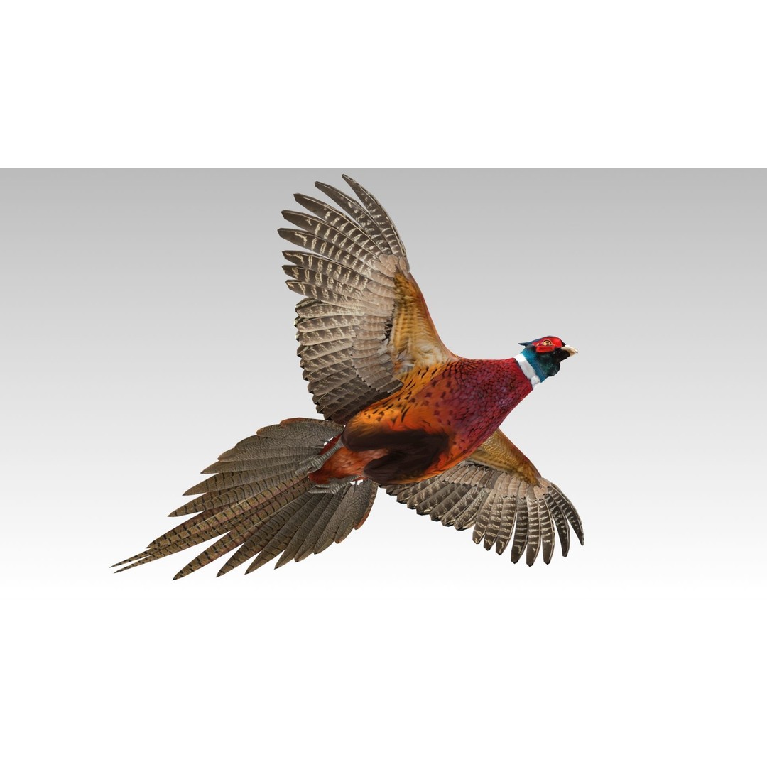 Pheasant 3D Model – Low Poly Animated Game Asset, FBX - View 10