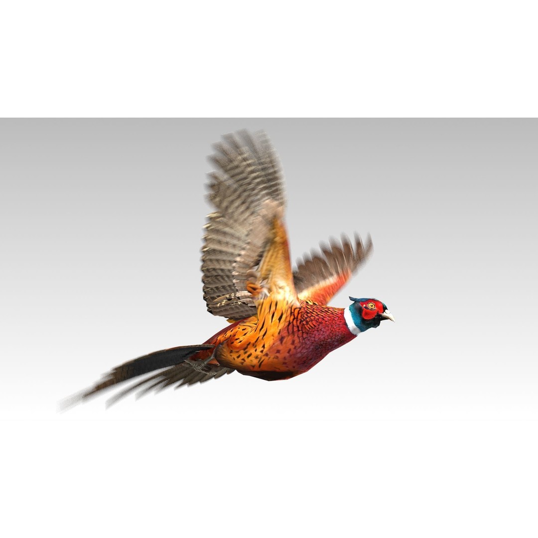 Pheasant 3D Model – Low Poly Animated Game Asset, FBX - View 11
