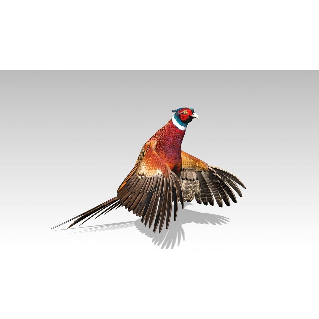 Pheasant 3D Model – Low Poly Animated Game Asset, FBX - View 12