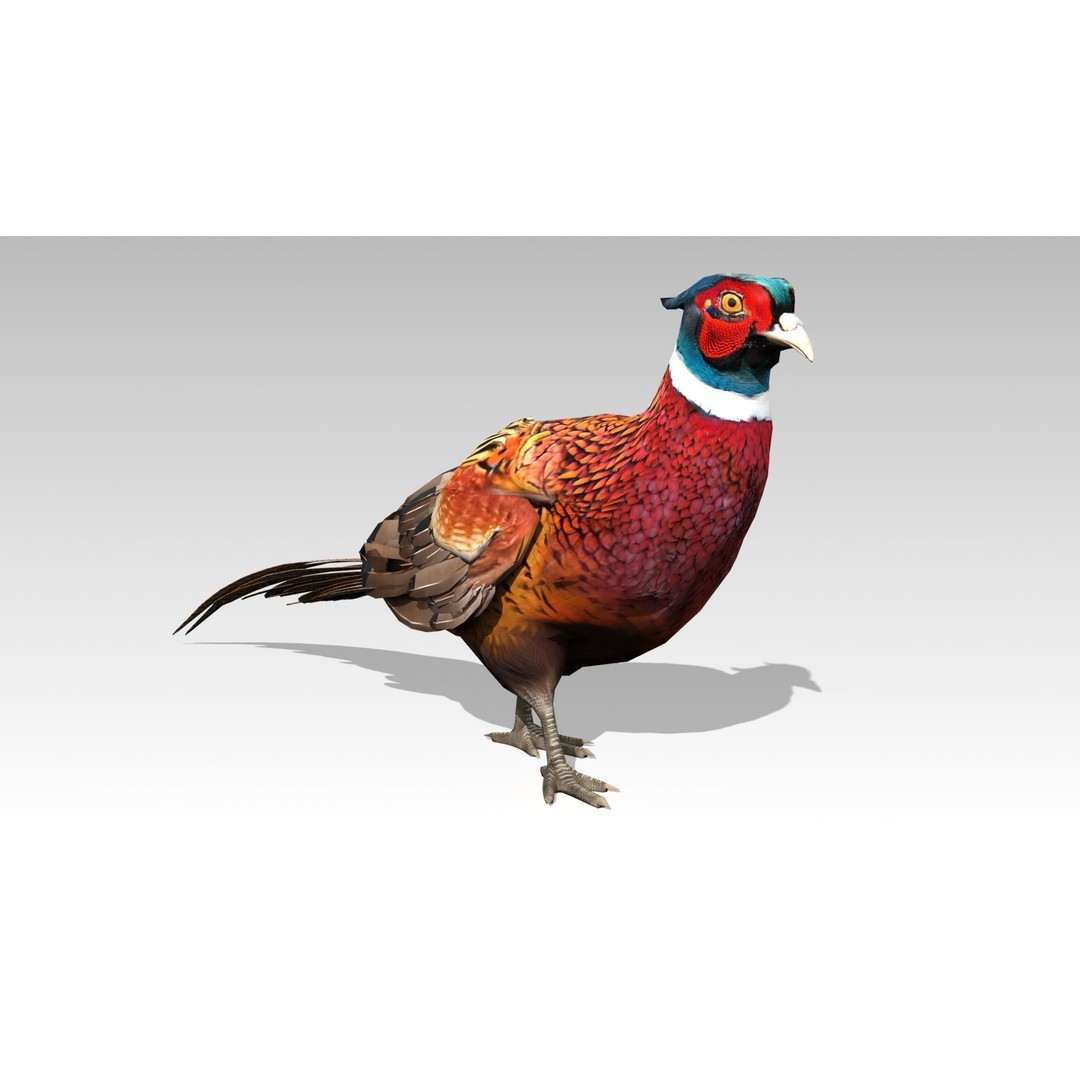 Pheasant 3D Model – Low Poly Animated Game Asset, FBX - View 13