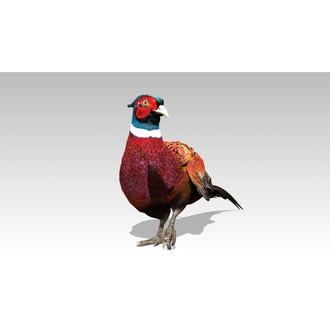 Pheasant 3D Model – Low Poly Animated Game Asset, FBX - View 14