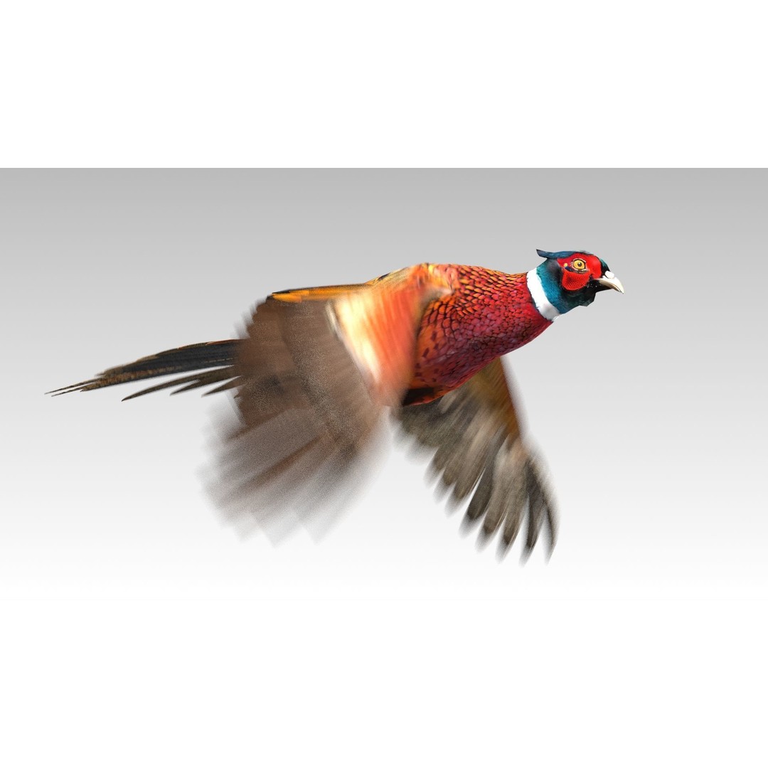 Pheasant 3D Model – Low Poly Animated Game Asset, FBX - View 15