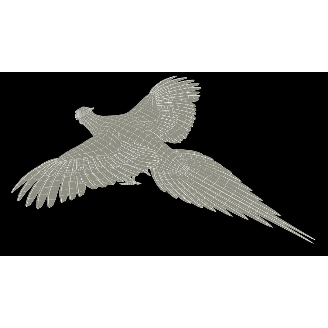 Pheasant 3D Model – Low Poly Animated Game Asset, FBX - View 17