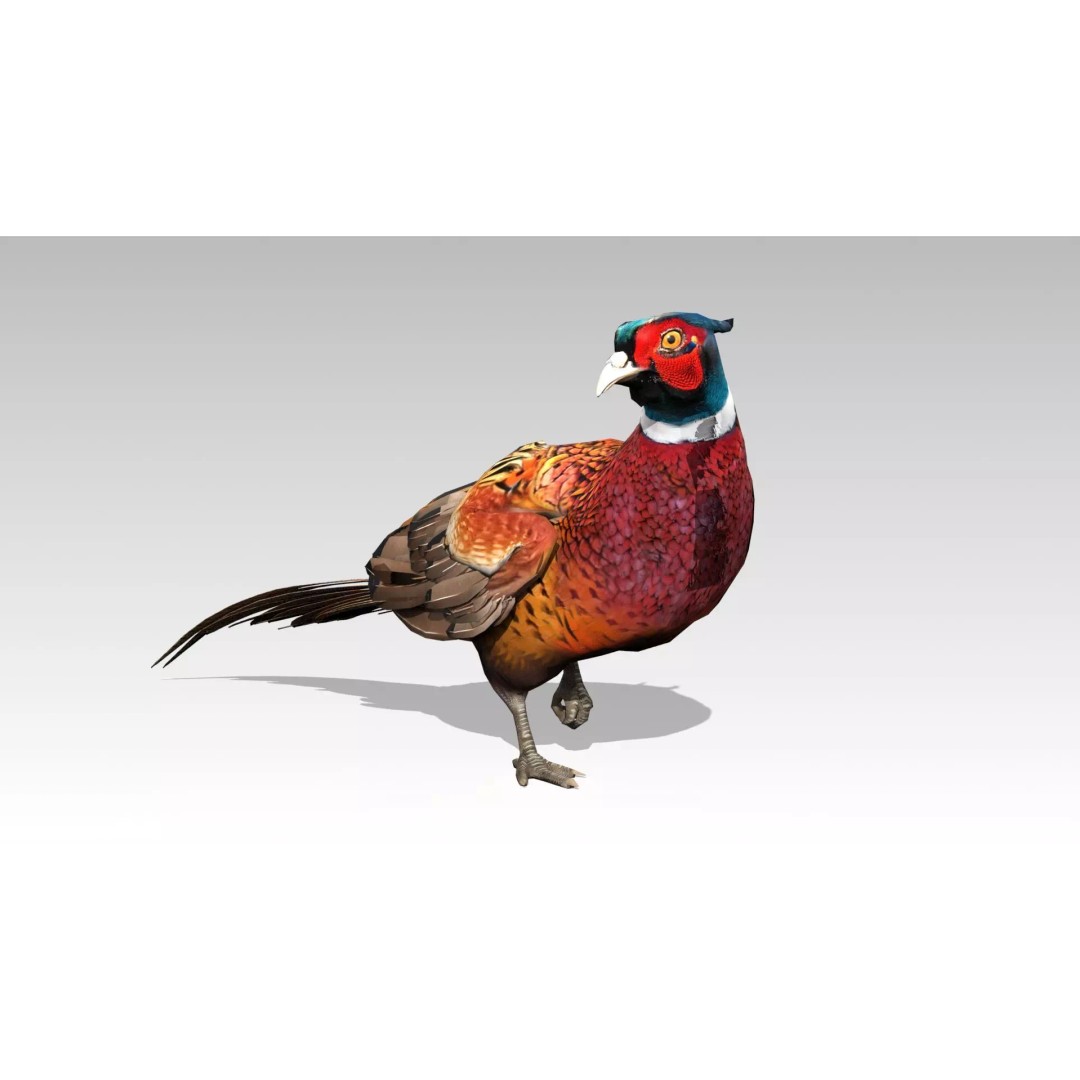 Pheasant 3D Model – Low Poly Animated Game Asset, FBX - View 2