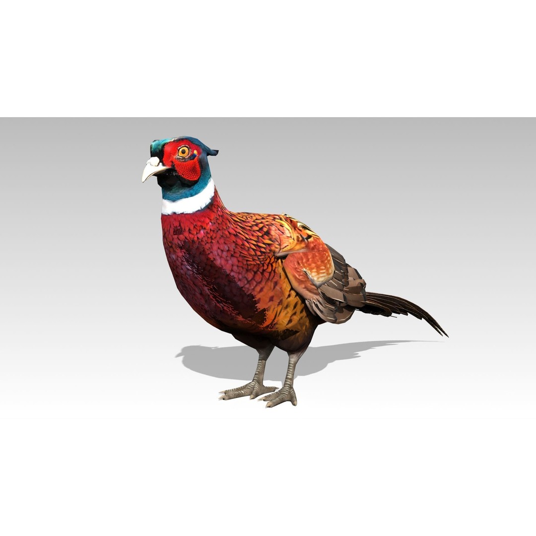 Pheasant 3D Model – Low Poly Animated Game Asset, FBX - View 3