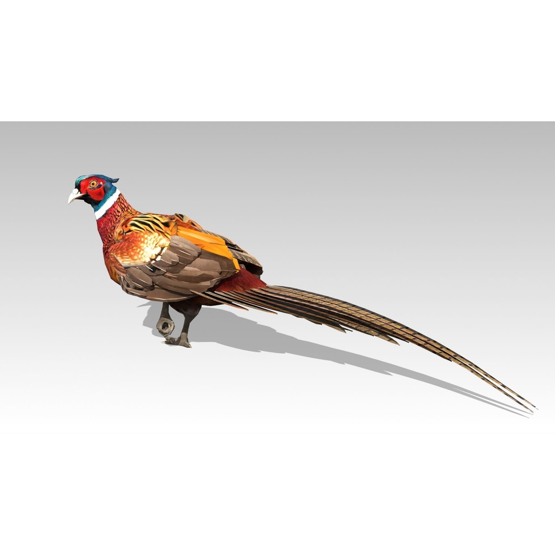 Pheasant 3D Model – Low Poly Animated Game Asset, FBX - View 4