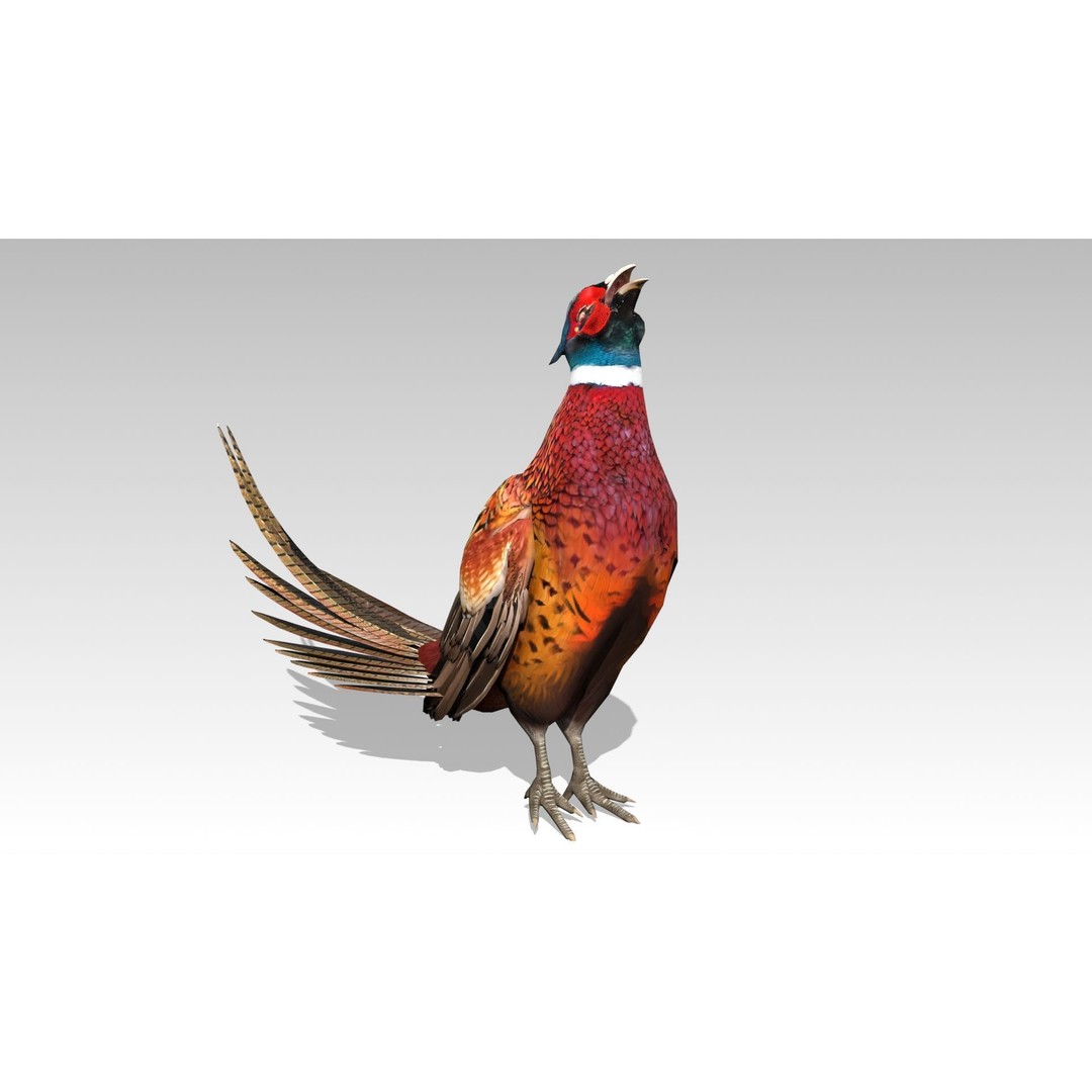 Pheasant 3D Model – Low Poly Animated Game Asset, FBX - View 5