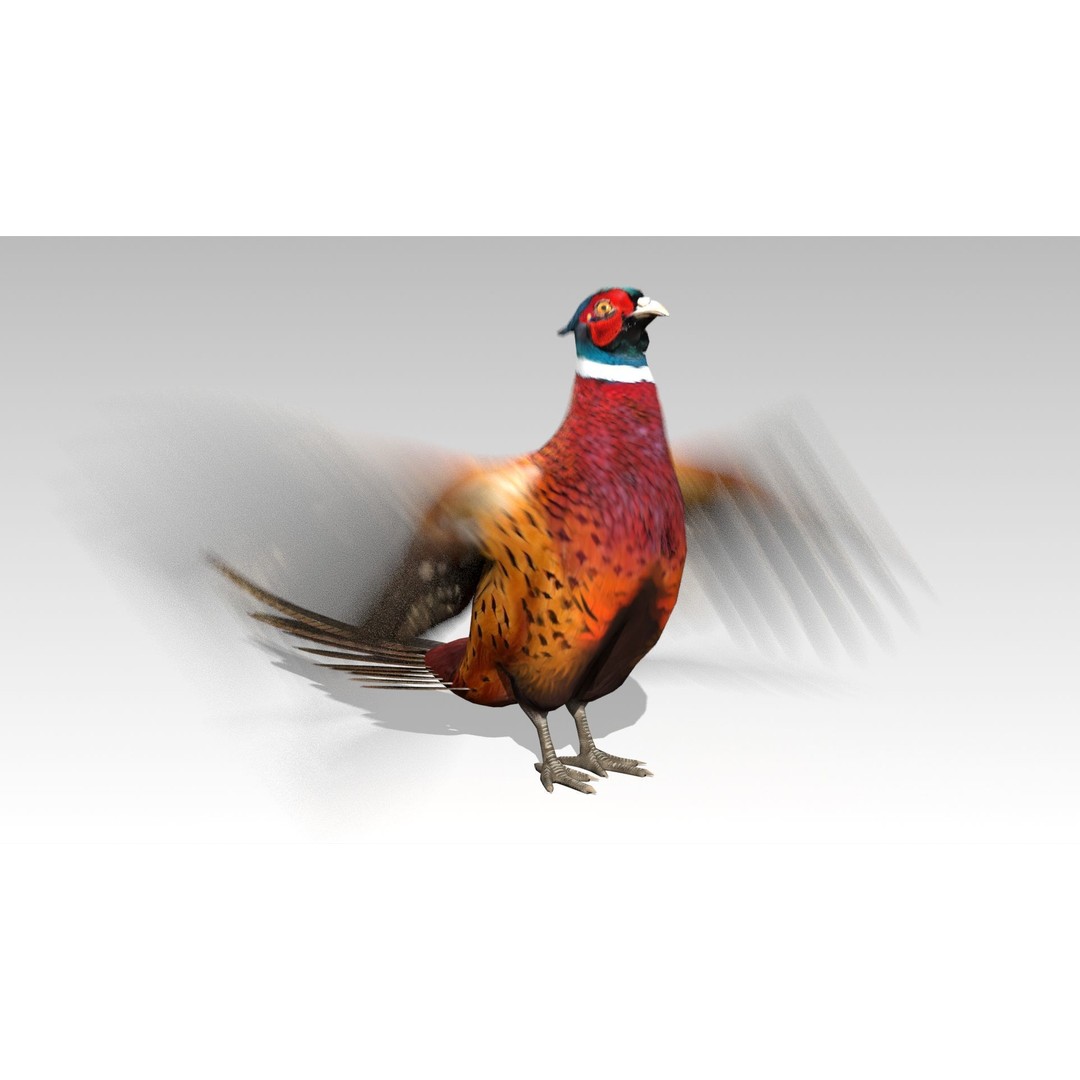 Pheasant 3D Model – Low Poly Animated Game Asset, FBX - View 6