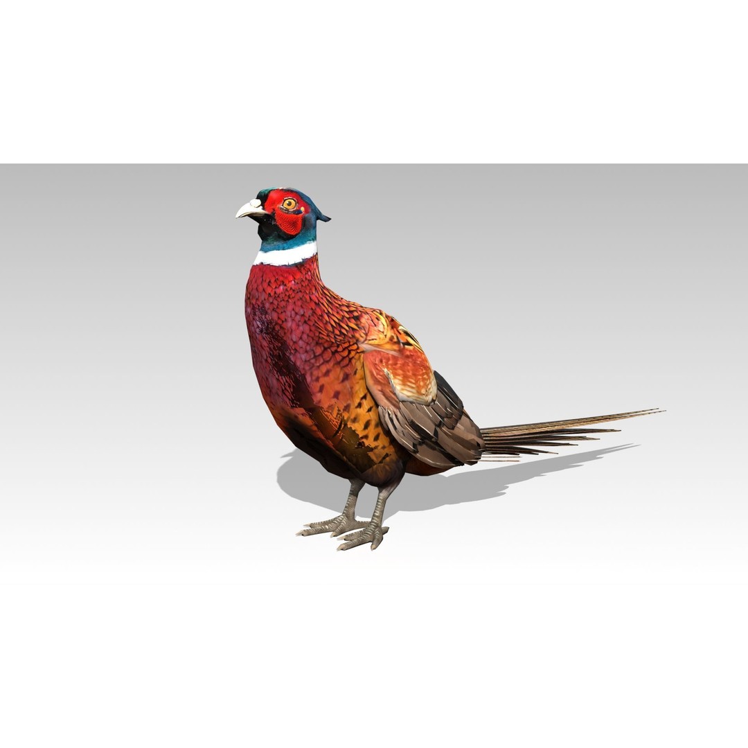 Pheasant 3D Model – Low Poly Animated Game Asset, FBX - View 7