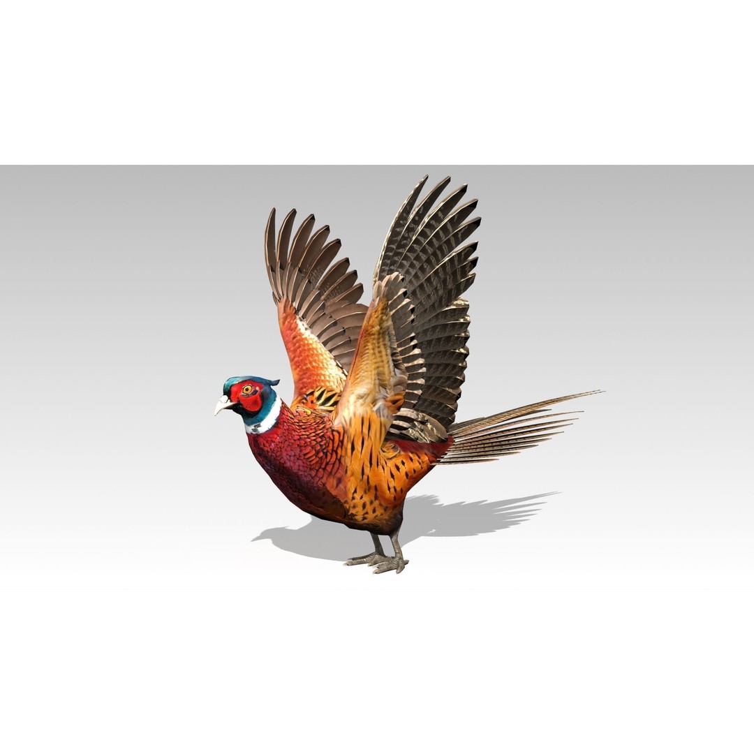 Pheasant 3D Model – Low Poly Animated Game Asset, FBX - View 8