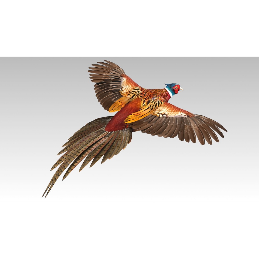 Pheasant 3D Model – Low Poly Animated Game Asset, FBX - View 9