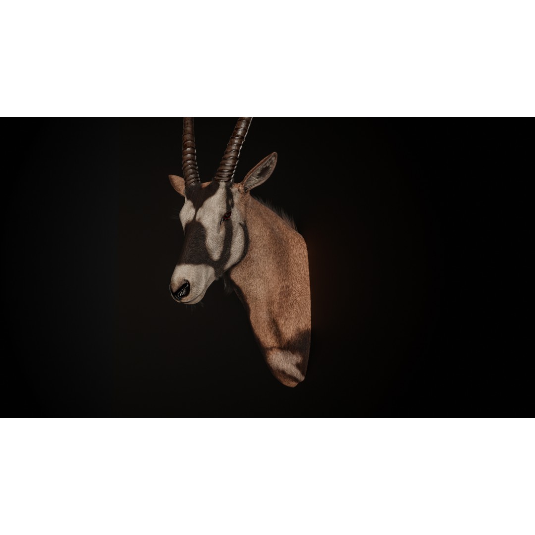 Oryx Gazella Trophy Head 3D Model – Photorealistic Low Poly Game Asset, FBX - View 3