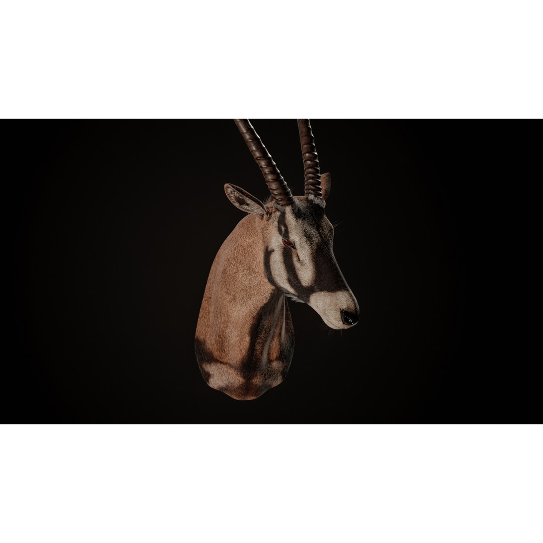 Oryx Gazella Trophy Head 3D Model – Photorealistic Low Poly Game Asset, FBX - View 4