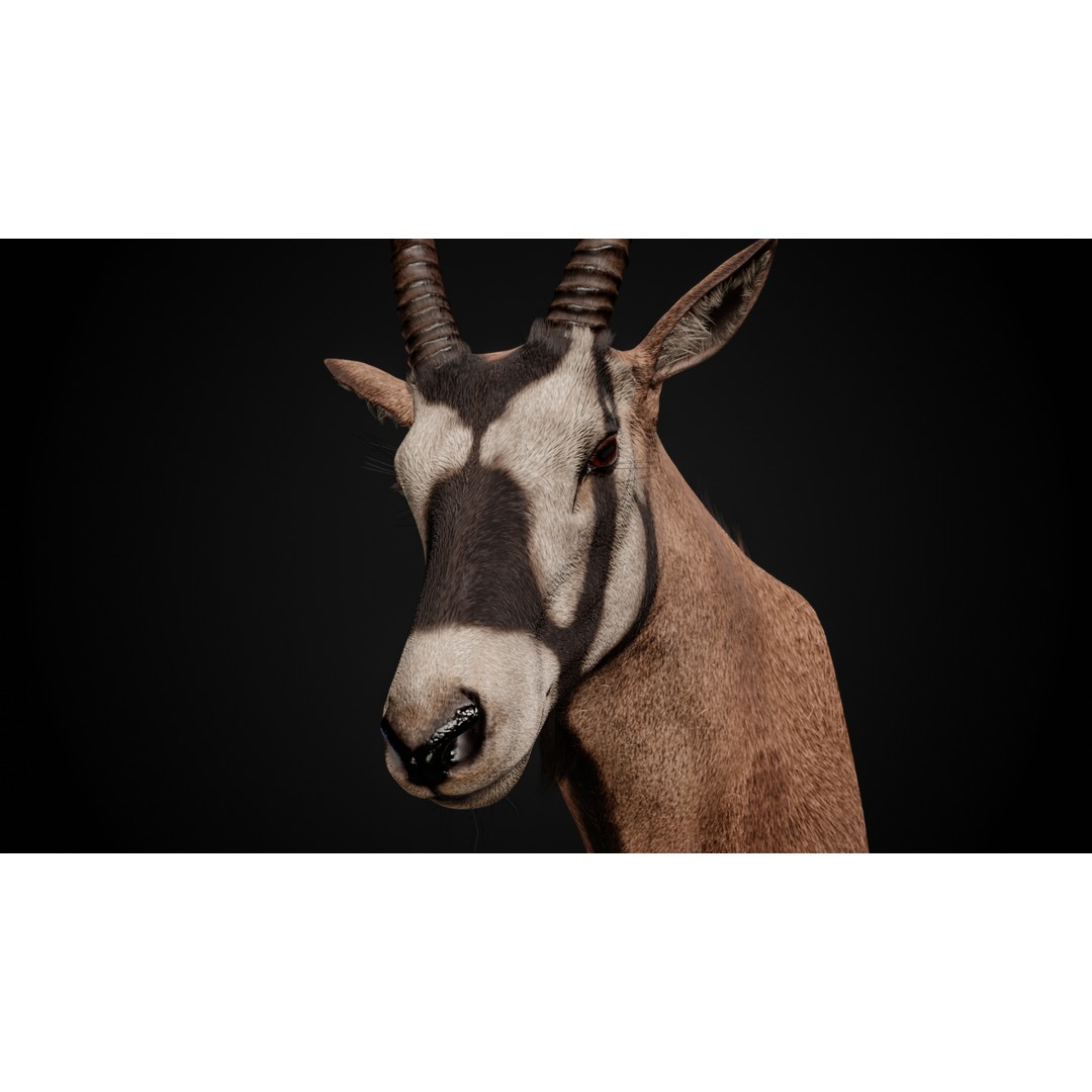 Oryx Gazella Trophy Head 3D Model – Photorealistic Low Poly Game Asset, FBX - View 5