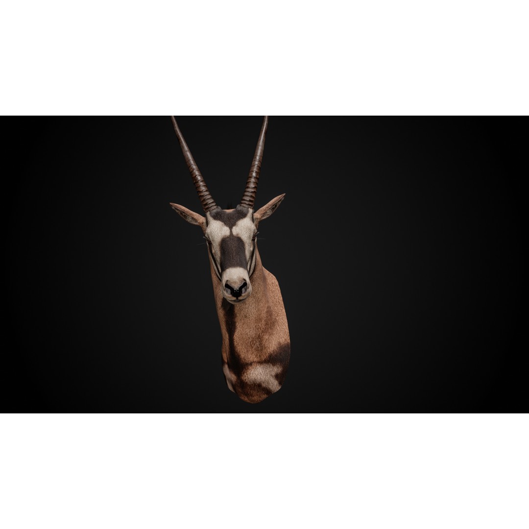 Oryx Gazella Trophy Head 3D Model – Photorealistic Low Poly Game Asset, FBX - View 6