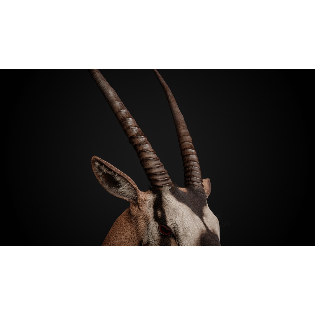 Oryx Gazella Trophy Head 3D Model – Photorealistic Low Poly Game Asset, FBX - View 7
