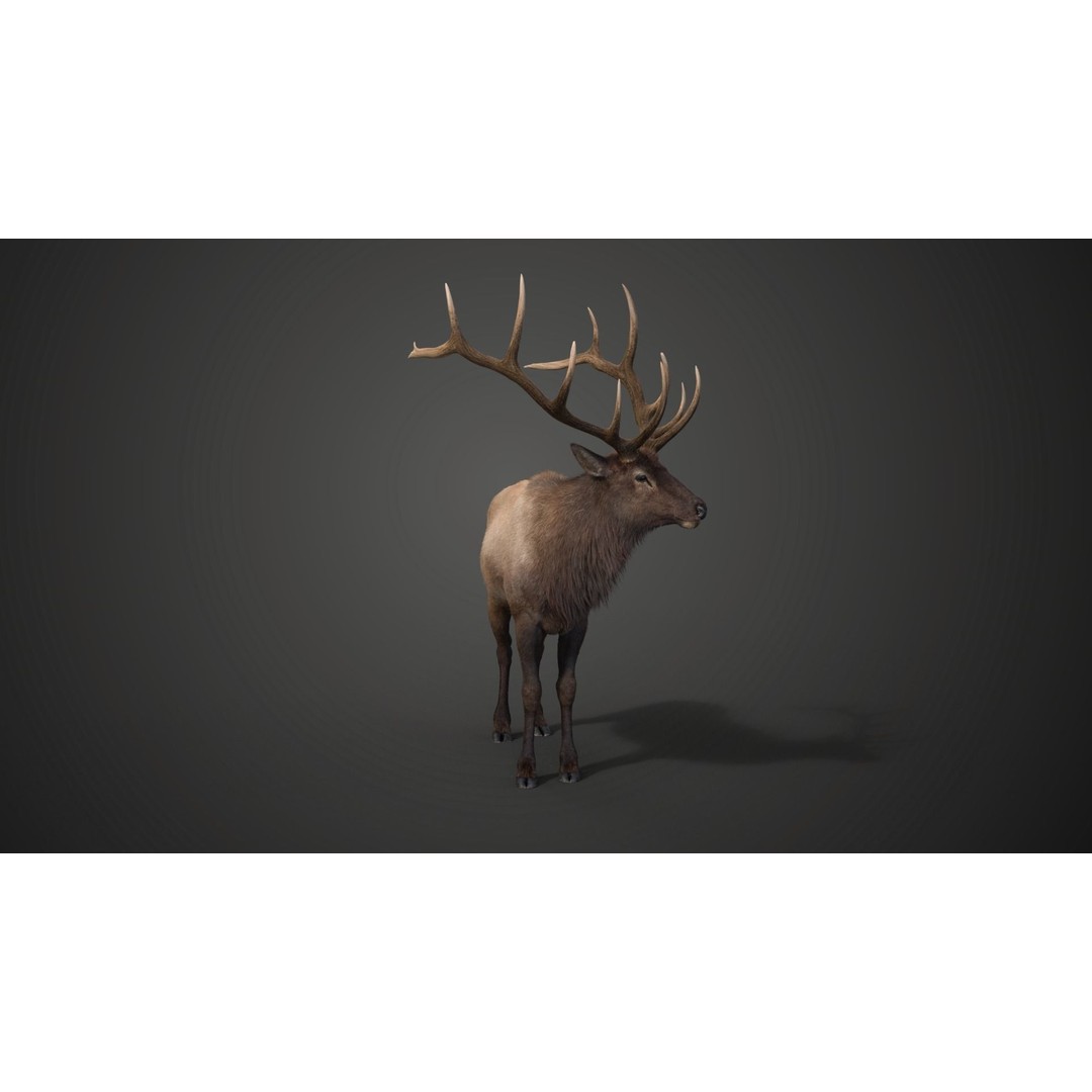Male Elk 3D Model – Animated Rigged Character with PBR Textures - View 10